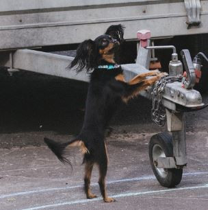 Елисей для Бэльс'Орей