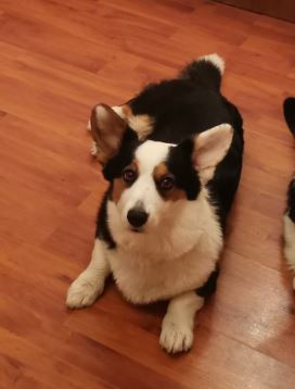 Dom Corgi What's Next