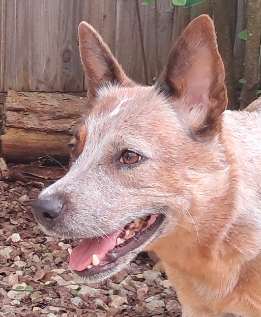 BIFLINT FIERY MARUSYA