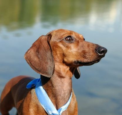 Кинчвиль Санчез