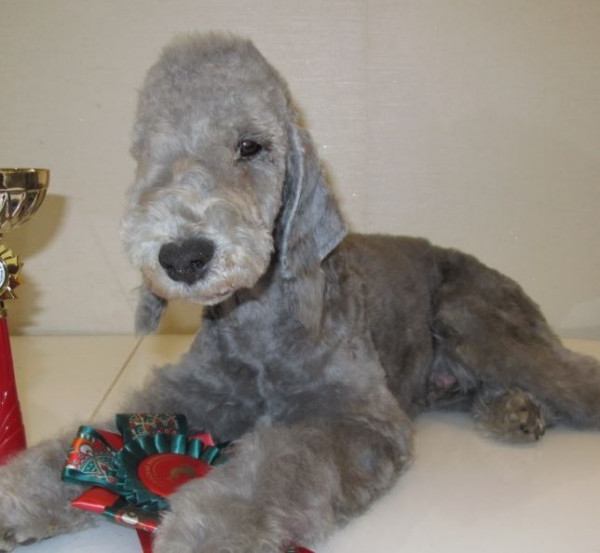 ЧЕРНИКА ЯГОДКА ЛЕСНАЯ