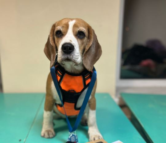 Кара Урус Бони Шайн Пеарл