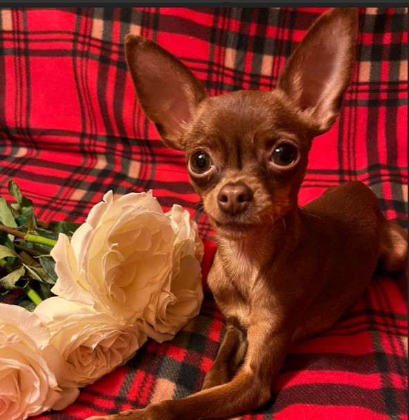 Фаворит Стиля Услада Жизни