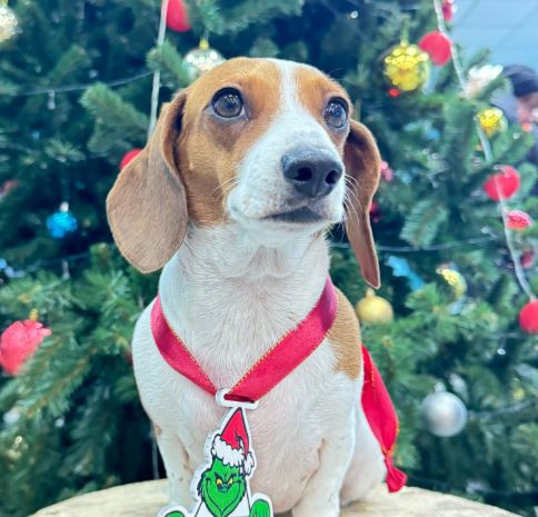 Есеника'С Адель