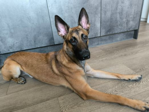 Brainstorm s Vershiny Korshuna