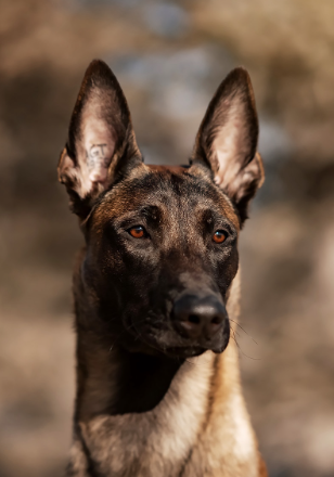 Perro Del Mauntri Azgard