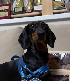 Olimpius Pride Hubba-Bubba