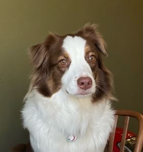 Торадора Зип Зап