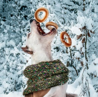 Асти Дог Хаус Лаванда