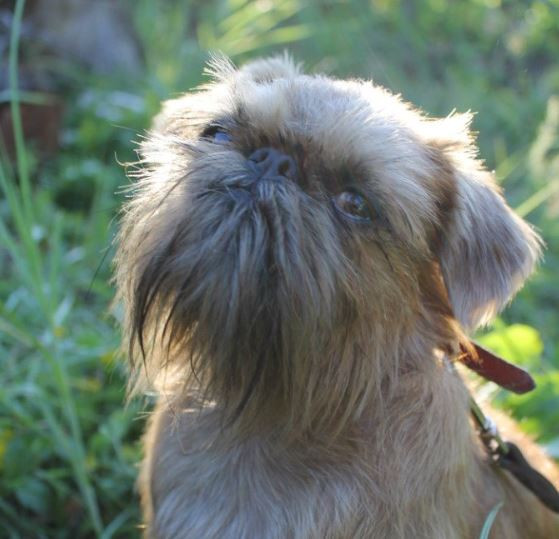 Solitary Star Mushmula