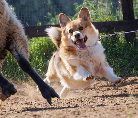 РЕЙНБОУ СМАЙЛ КАСПЕР КАЙСАР