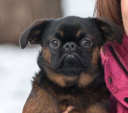 Solitary Star Pizhon