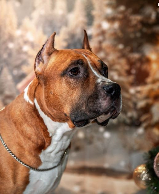 Нильсон Ривз