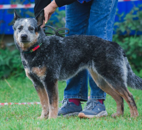 BIFLINT BRILLIANT IN THE FROST