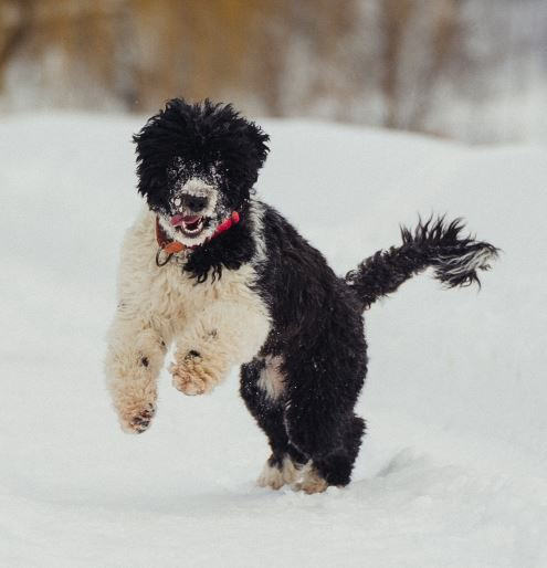 Скрим Дрим Вендздей