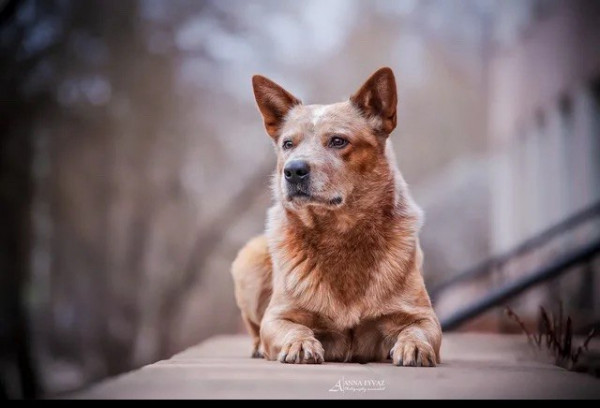 Динго Стар Хироу оф зэ дэй