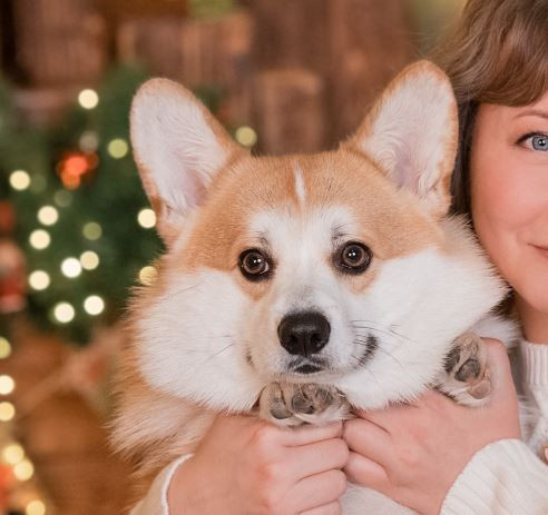 Тамбовстарфокс Кинг Коржик