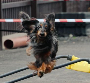 Даксибест Бонн Жерон