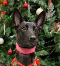 GOSSIP GIRL SKRAJOJANTIS OLANDAS