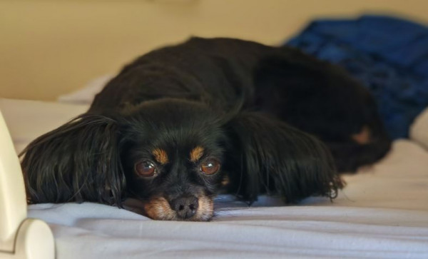 Нью Стэп Пелагея