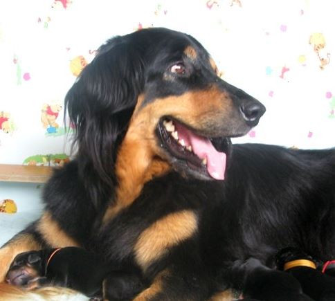 Доминика Дарк Даймонд вом Клиноф Хоф