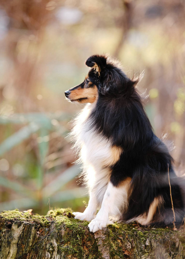 Грацел Альциона