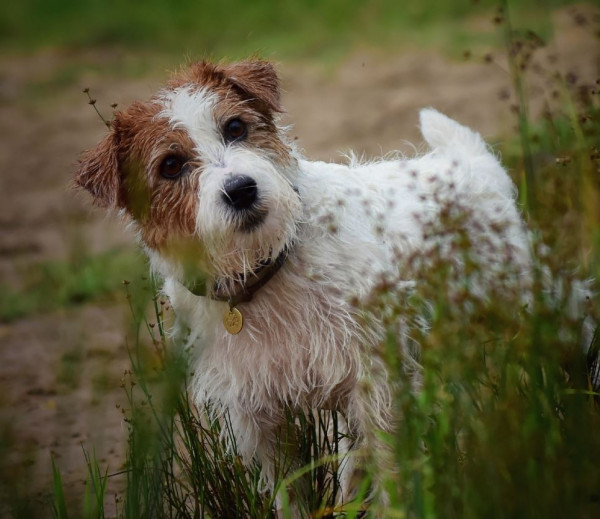 Гордость Дарны Златослава