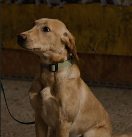 WORKING PATROL SICILY