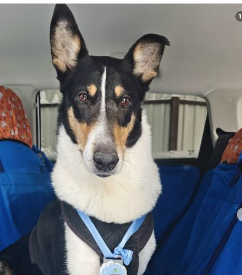 Грацел Лирика