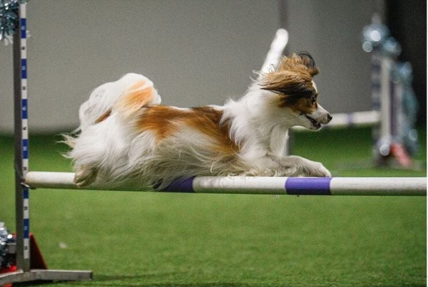 НОВА ШЕРРИ РЕЙН из Серебряного Бора