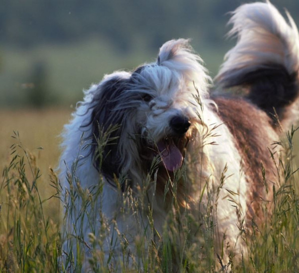 Griland Best Way for Triumph