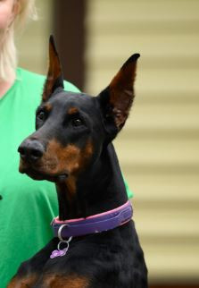 Арлен Рус Полар Аврора