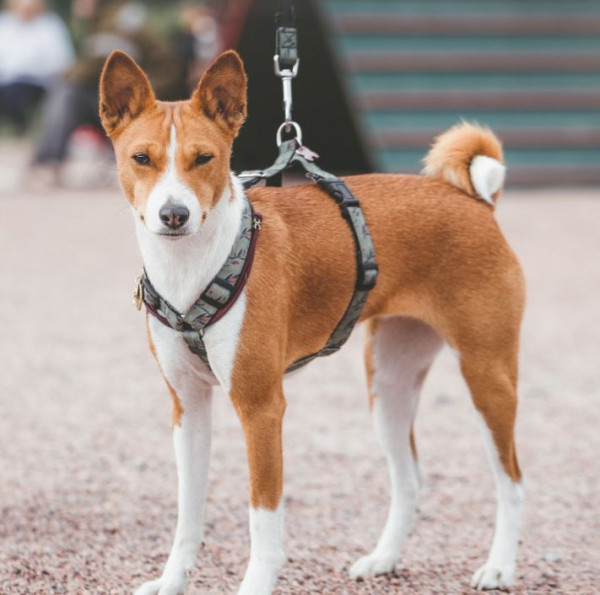 Улаана Руфаро Уорнеш