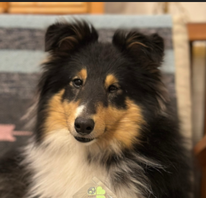 НАТВИЛЛ ФЭНТЕЗИ