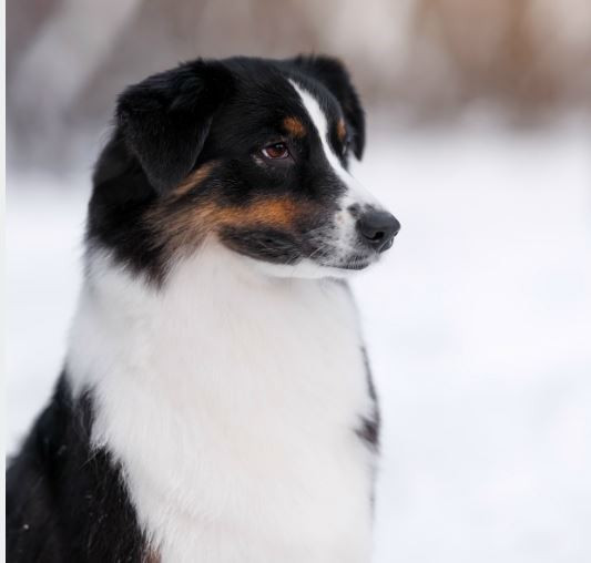 Асти Митрель Зимбабве