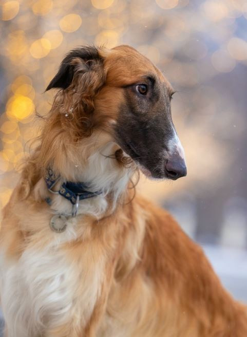 Лунная Радуга Громовержец