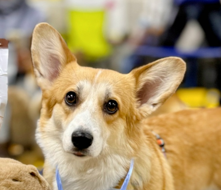 Асти митрель Овация