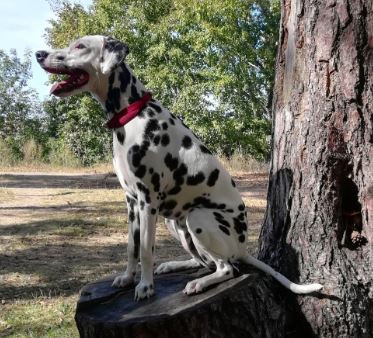 Cynthia iz Terletskoy Dubravy
