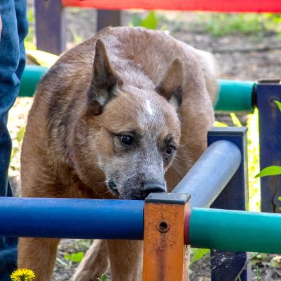 DINGO STAR DEEP SOUL