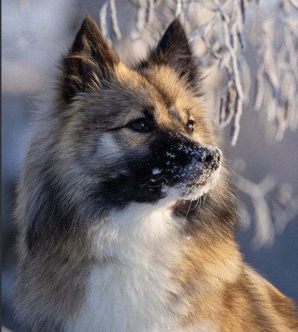 Unmay no Akay Ito Vyuga