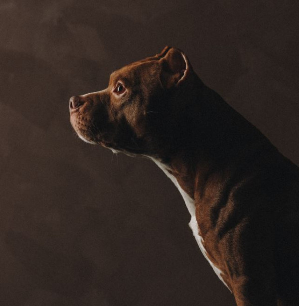 Miller's Cooler than Ice aka Caspian