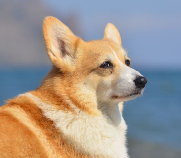 Стиль Лайф Шантарам