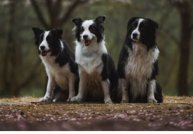 HIDDEN CHARM BRITNEY LIGHT FIRE