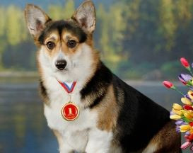 Шервуд Шейх Фом хаус Вольфсхунд