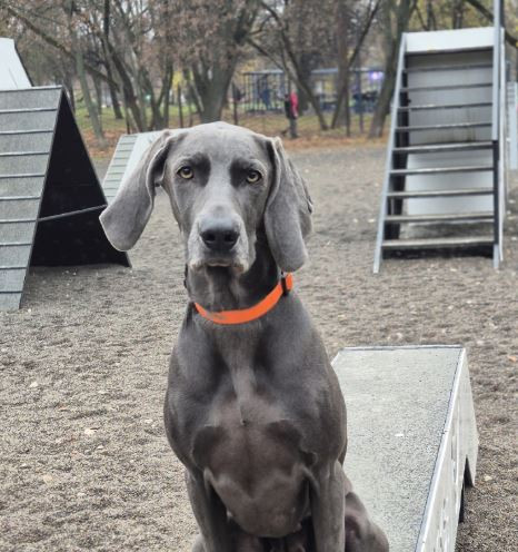 Хантресс Эбигейл Грейс