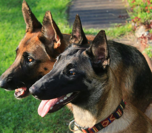 ЗОРКИНХОФ ЛИСА