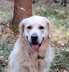 Голдберри Ярис сан оф Прометей