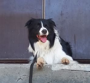 Кантри Мастиф Никсон