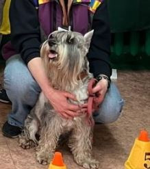 Alfreydan Blizzard Buckinghem