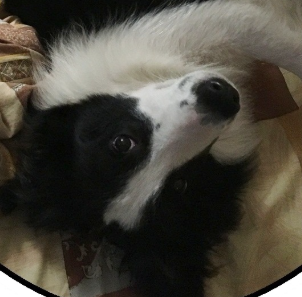 Ингардия Регтайм